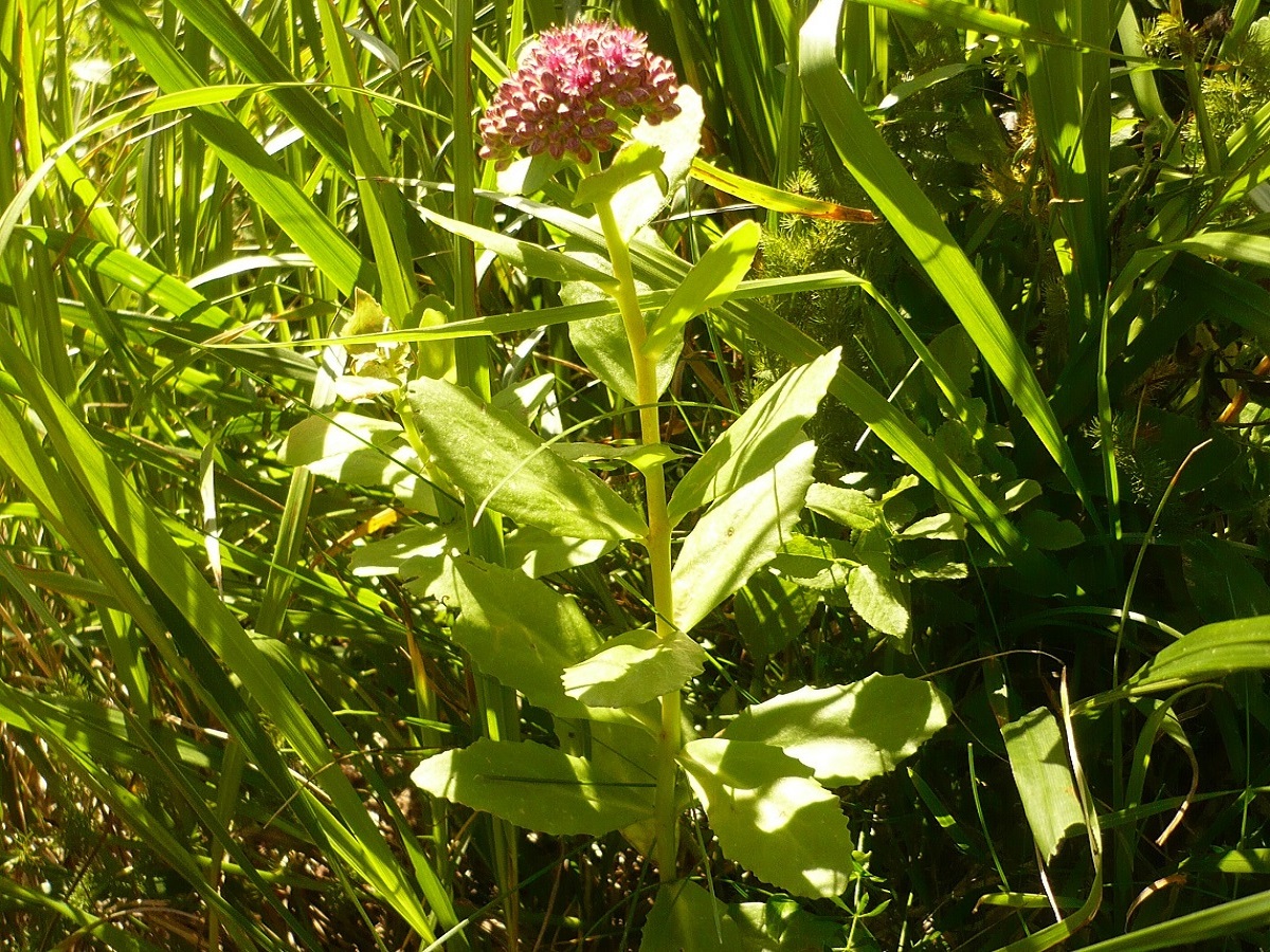 Hylotelephium telephium (Crassulaceae)